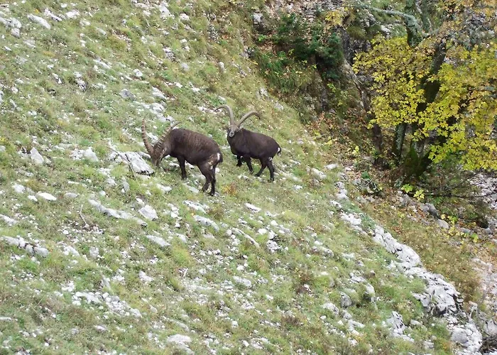 Frühstückspension Le Sareymond 3*